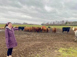 Collections Assistant Lucy wearing a purple coat pointing at a group of horned ginger and black cows in a muddy field.